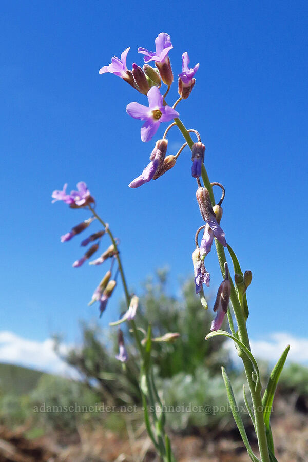 Holboell's reflexed rock-cress (Boechera retrofracta (Arabis holboellii var. retrofracta)) [Lookout Mountain Road, Baker County, Oregon]
