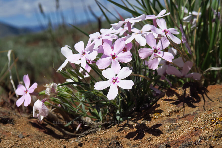 long-leaf phlox (Phlox longifolia) [Lookout Mountain Road, Baker County, Oregon]