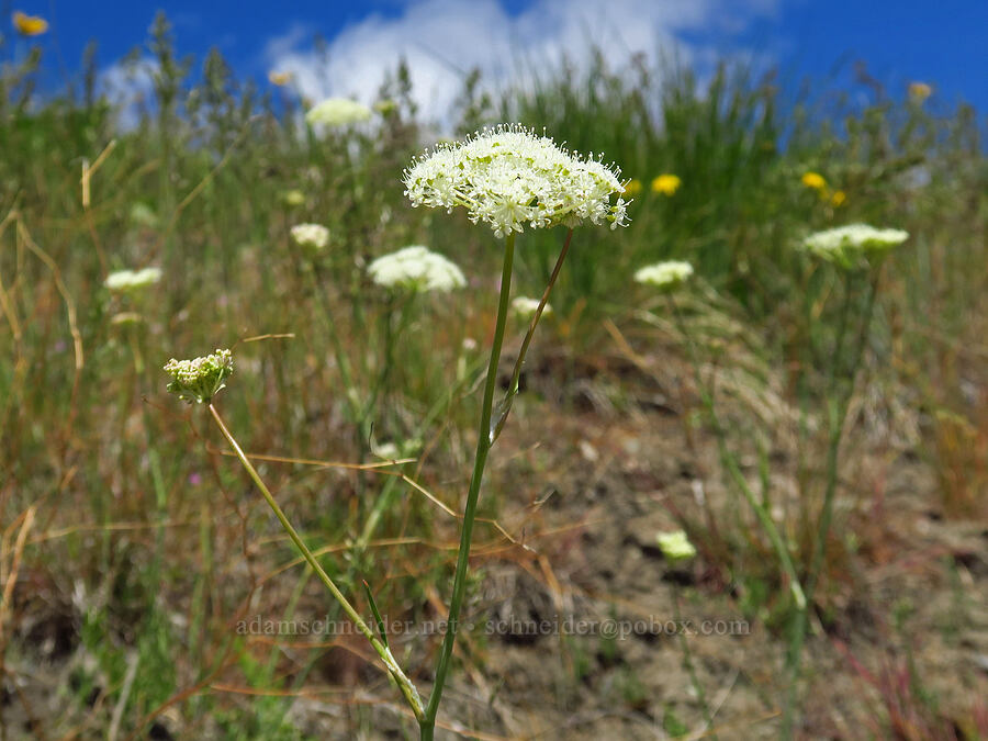 Bolander's yampah (Perideridia bolanderi) [Lookout Mountain Road, Baker County, Oregon]