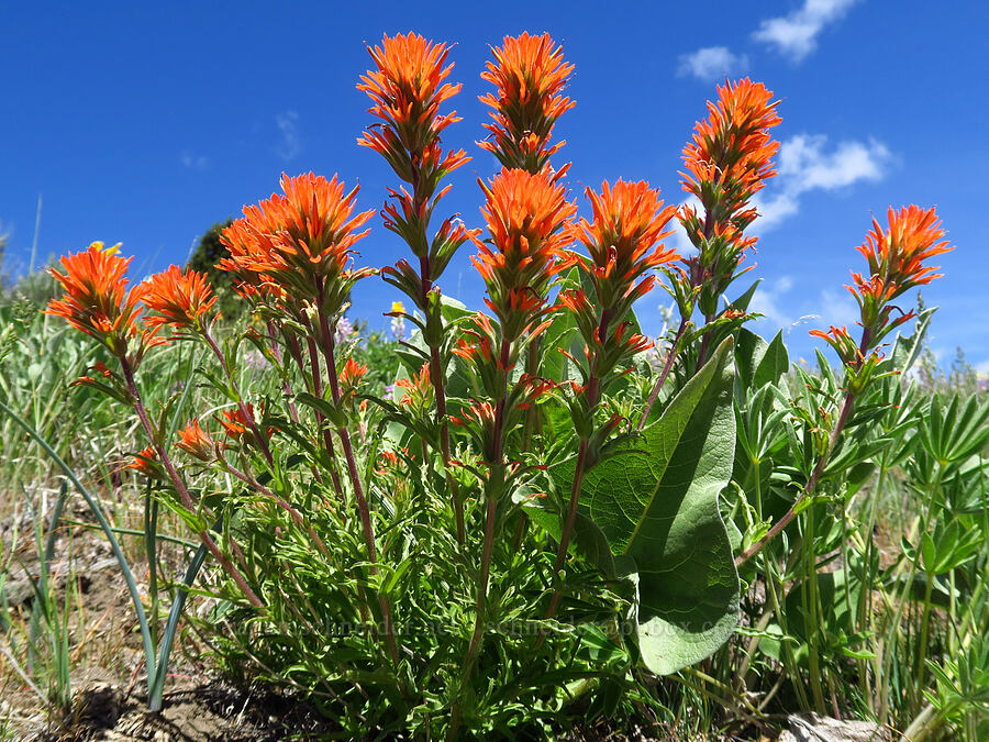 wavy-leaf paintbrush (Castilleja applegatei var. pinetorum) [Lookout Mountain Road, Baker County, Oregon]