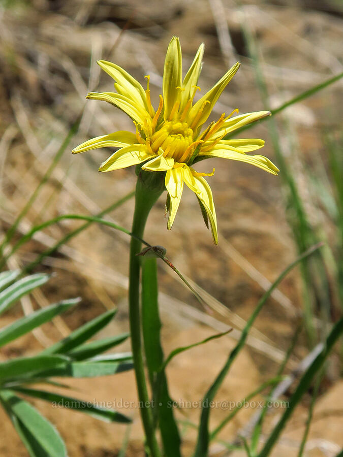 nodding microseris (Microseris nutans (Scorzonella nutans)) [Lookout Mountain Road, Baker County, Oregon]