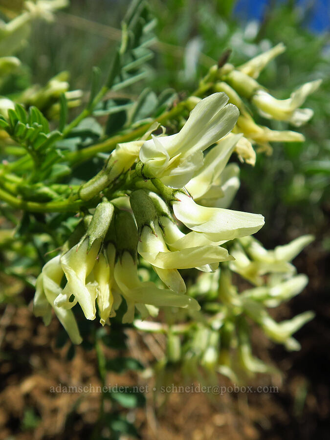 Snake Canyon milk-vetch (Astragalus vallaris) [Lookout Mountain Road, Baker County, Oregon]
