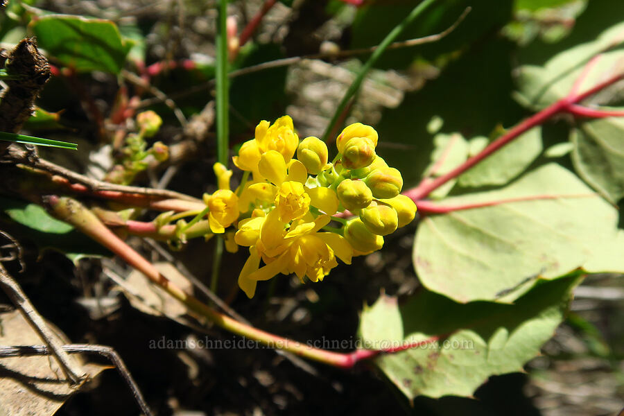 creeping Oregon-grape (Mahonia repens (Berberis repens)) [Lookout Mountain Road, Baker County, Oregon]