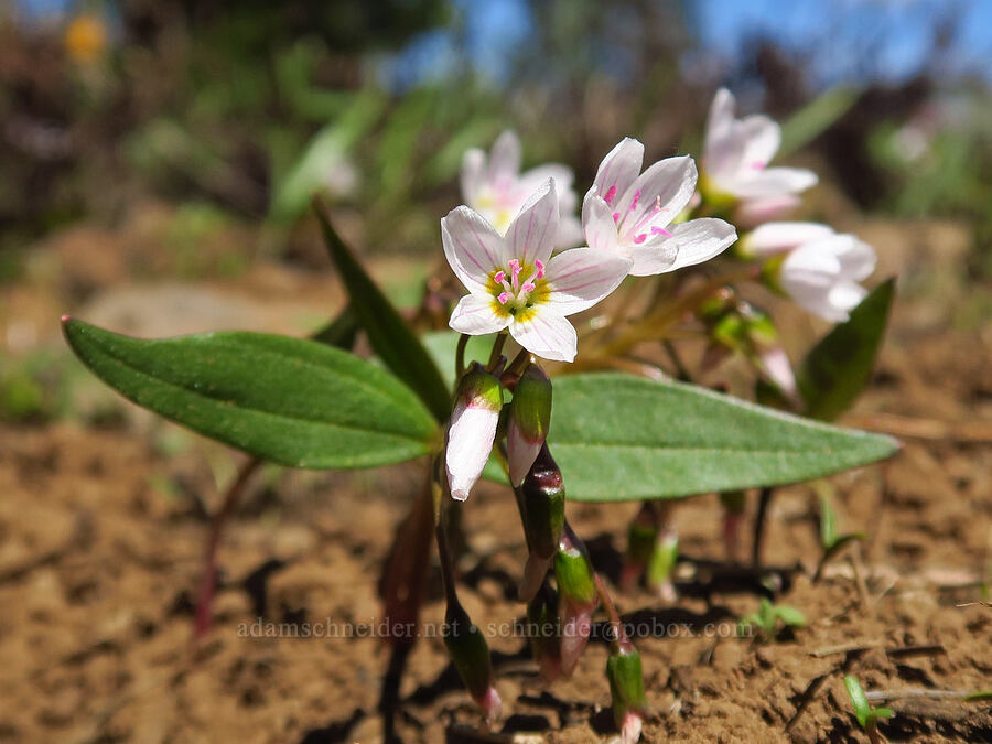 lance-leaf spring beauty (Claytonia lanceolata) [Lookout Mountain Road, Baker County, Oregon]