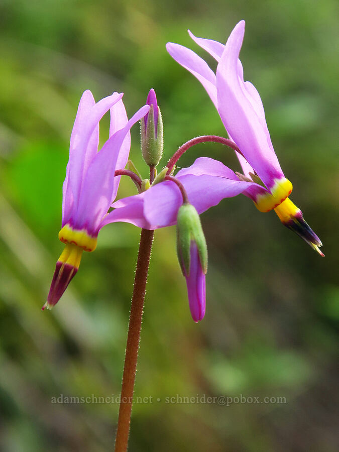 Cusick's shooting stars (Dodecatheon cusickii (Primula pauciflora var. cusickii)) [Catherine Creek State Park, Union County, Oregon]