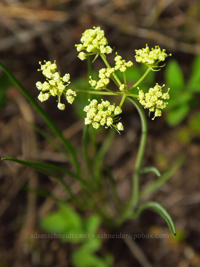 nine-leaf desert parsley (Lomatium triternatum var. triternatum) [Catherine Creek State Park, Union County, Oregon]