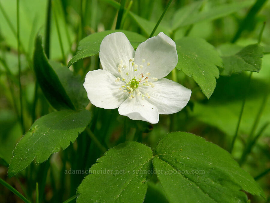Piper's anemone (Anemone piperi (Anemonoides piperi)) [Catherine Creek State Park, Union County, Oregon]