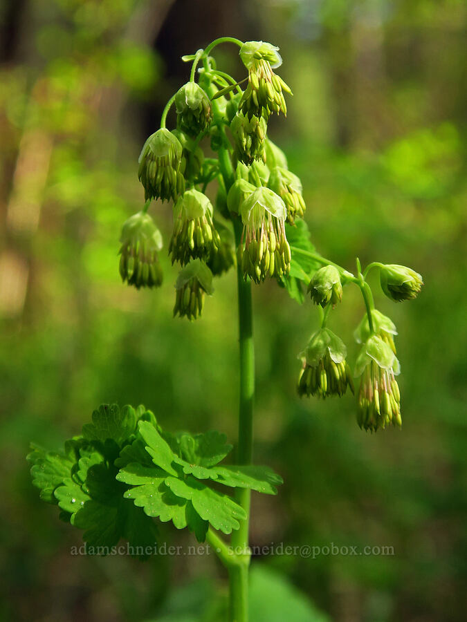 false meadow-rue (male flowers) (Thalictrum sp.) [Catherine Creek State Park, Union County, Oregon]