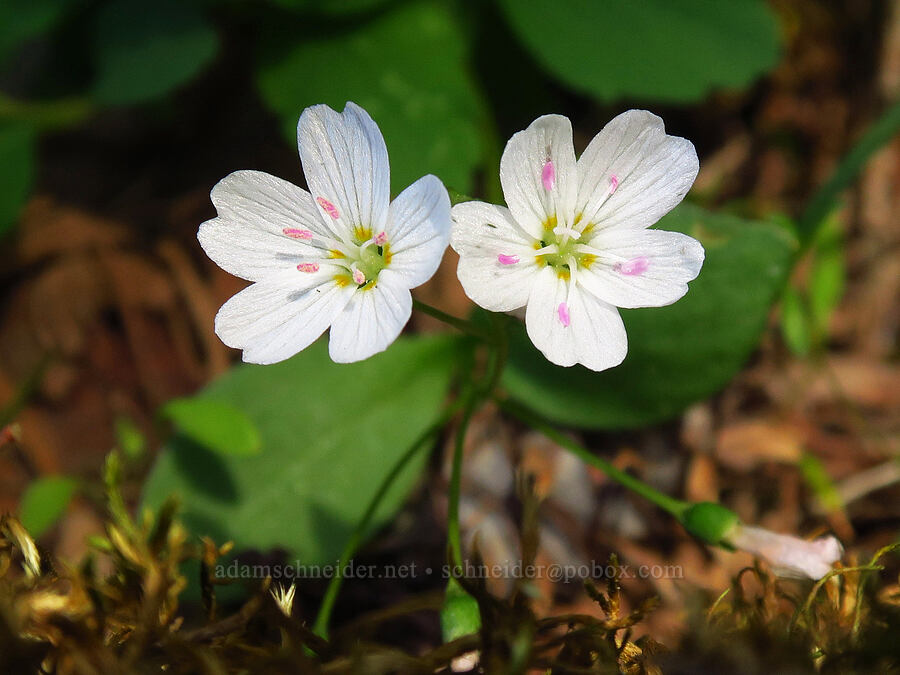 lance-leaf spring beauty (Claytonia lanceolata) [Catherine Creek State Park, Union County, Oregon]