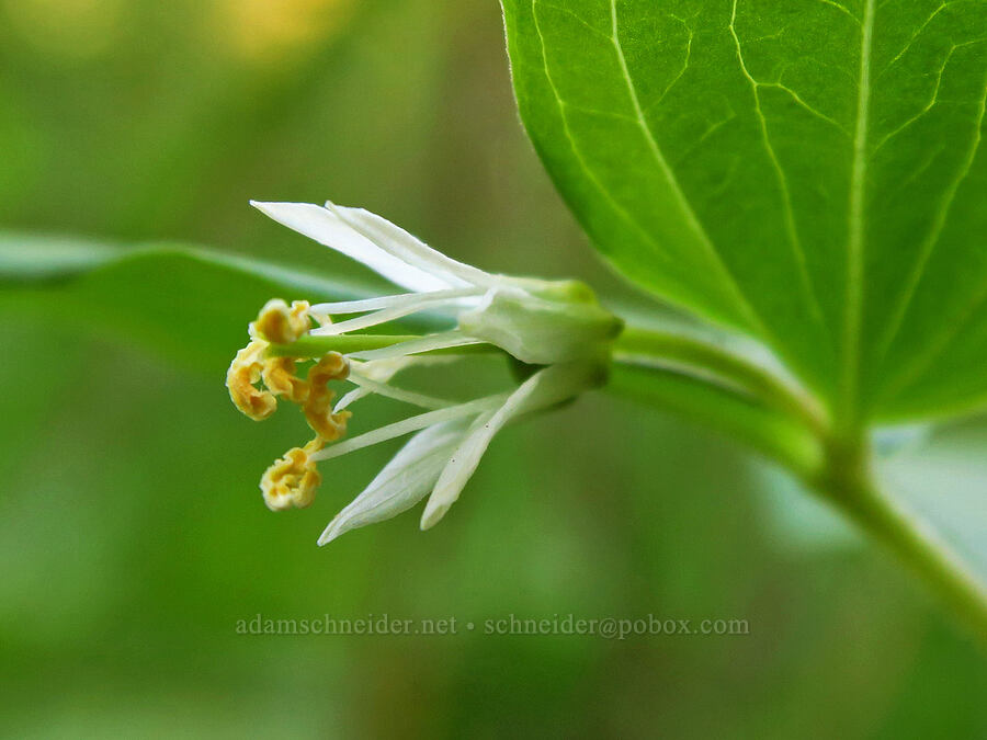 wart-berry fairy bells (Prosartes trachycarpa (Disporum trachycarpum)) [Catherine Creek State Park, Union County, Oregon]