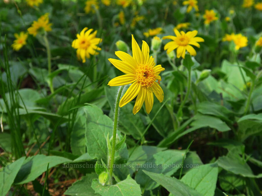 heart-leaf arnica (Arnica cordifolia) [Catherine Creek State Park, Union County, Oregon]