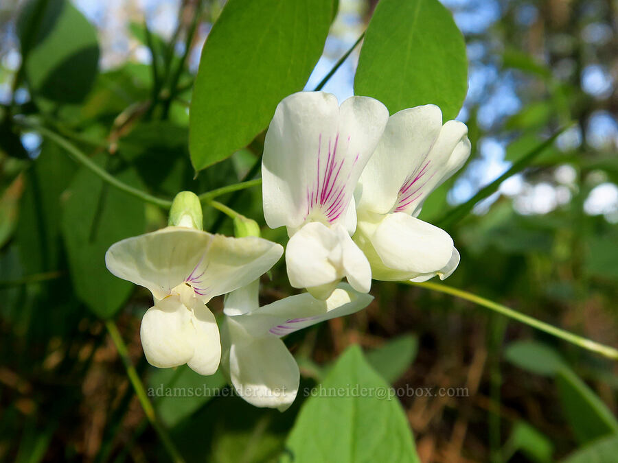Cusick's pea-vine (Lathyrus nevadensis var. cusickii) [Catherine Creek State Park, Union County, Oregon]