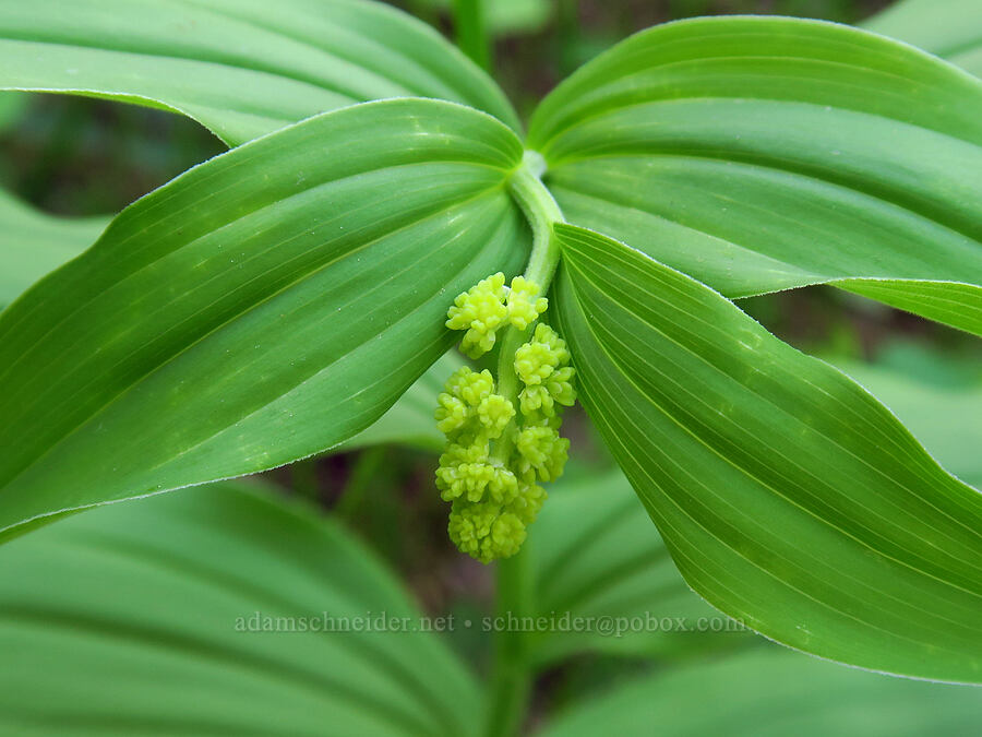 feathery false solomon's-seal, budding (Maianthemum racemosum ssp. amplexicaule (Smilacina racemosa)) [Catherine Creek State Park, Union County, Oregon]