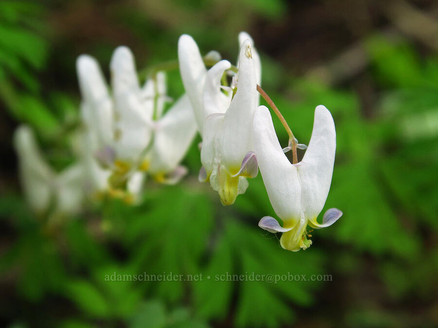 Dutchman's breeches (Dicentra cucullaria var. occidentalis) [Catherine Creek State Park, Union County, Oregon]