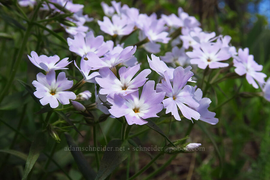 showy phlox (Phlox speciosa) [Camas Meadows Natural Area Preserve, Chelan County, Washington]