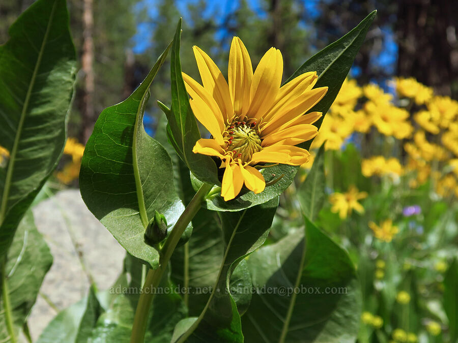 northern mule's-ears (Wyethia amplexicaulis) [Camas Meadows Natural Area Preserve, Chelan County, Washington]