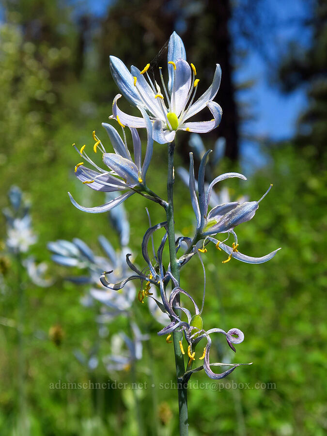 pale blue camas (Camassia quamash) [Camas Meadows Natural Area Preserve, Chelan County, Washington]