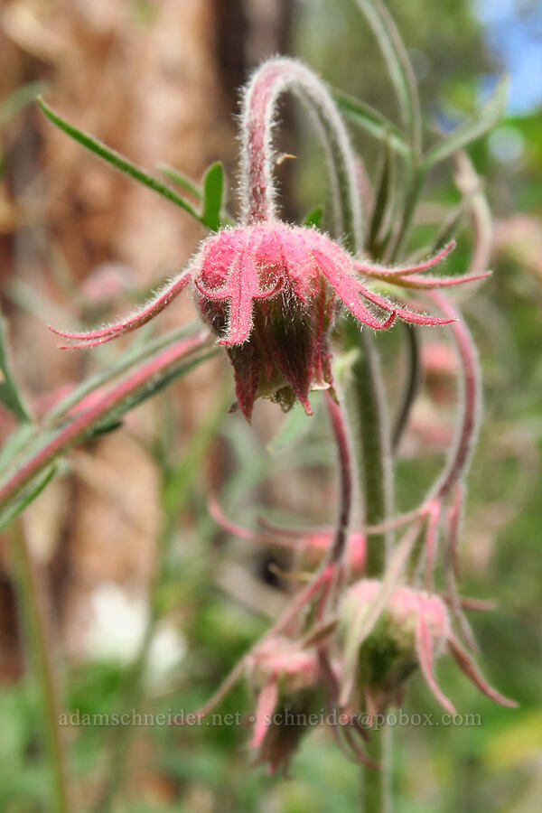 prairie smoke (Geum triflorum) [Camas Meadows Natural Area Preserve, Chelan County, Washington]
