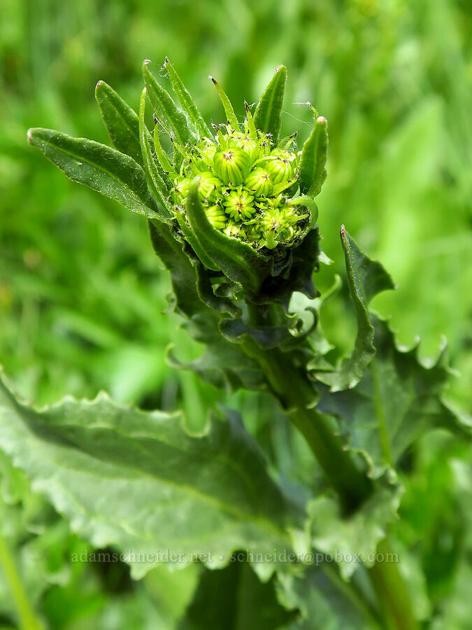 arrow-leaf groundsel, budding (Senecio triangularis) [Camas Meadows Natural Area Preserve, Chelan County, Washington]