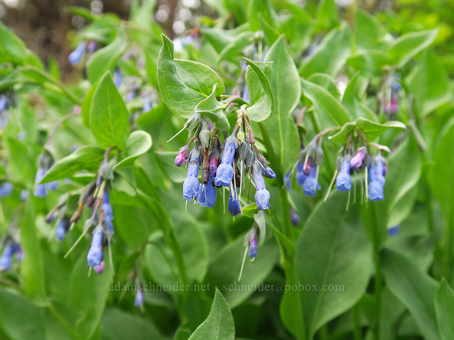 leafy bluebells (Mertensia foliosa (Mertensia oblongifolia)) [Camas Meadows Natural Area Preserve, Chelan County, Washington]