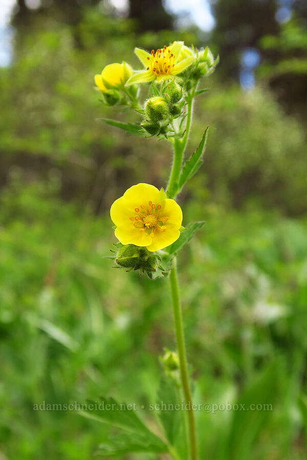 sticky cinquefoil (Drymocallis sp. (Potentilla glandulosa)) [Camas Meadows Natural Area Preserve, Chelan County, Washington]
