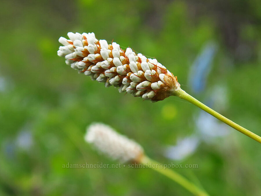 western bistort (Bistorta bistortoides (Polygonum bistortoides)) [Camas Meadows Natural Area Preserve, Chelan County, Washington]