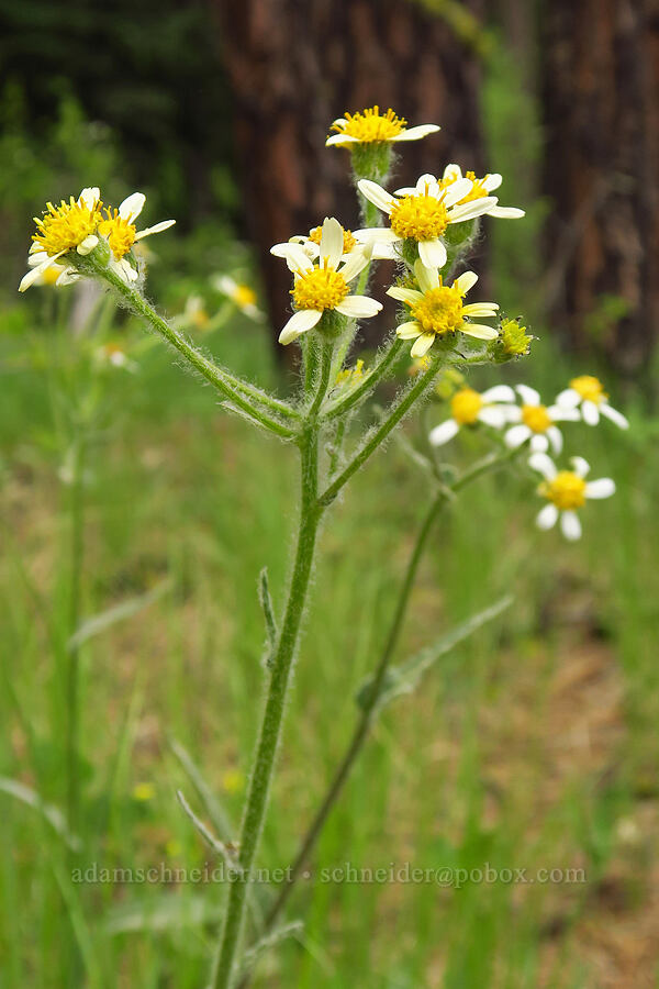 white western groundsel (Senecio integerrimus var. ochroleucus) [Camas Meadows Natural Area Preserve, Chelan County, Washington]