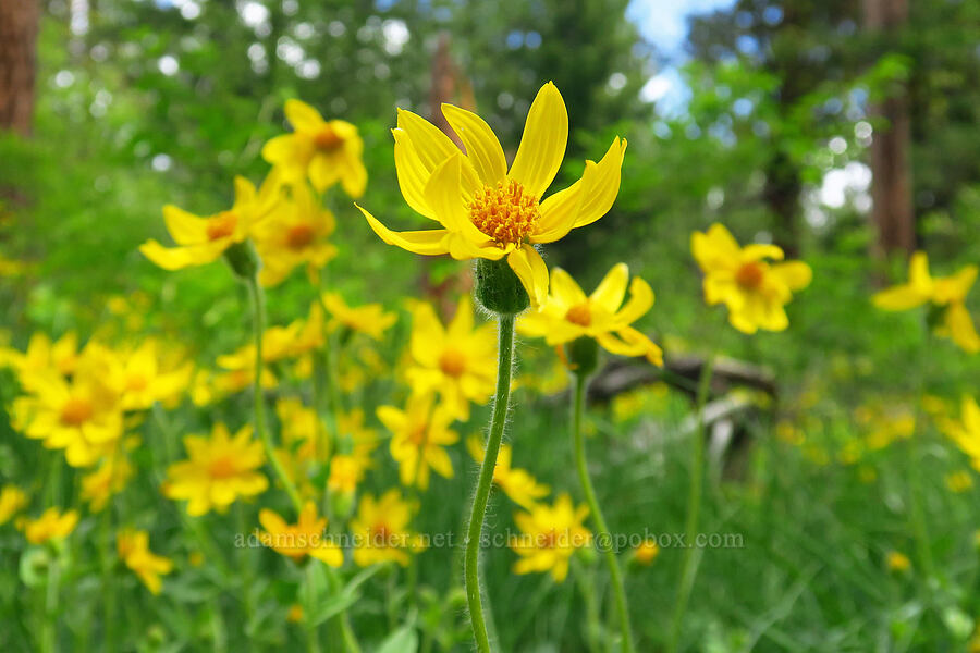 heart-leaf arnica (Arnica cordifolia) [Camas Meadows Natural Area Preserve, Chelan County, Washington]