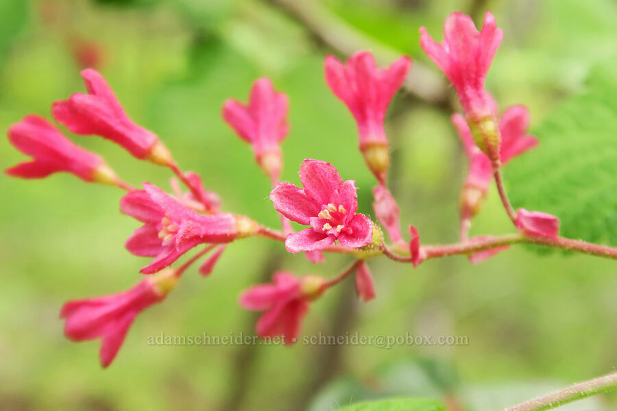 red-flowering currant (Ribes sanguineum) [Camas Meadows Natural Area Preserve, Chelan County, Washington]