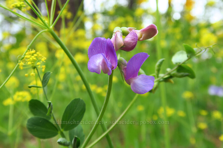 American vetch (Vicia americana) [Camas Meadows Natural Area Preserve, Chelan County, Washington]