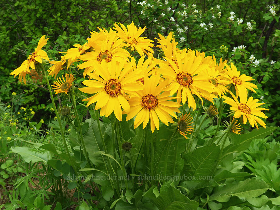 arrow-leaf balsamroot (Balsamorhiza sagittata) [Camas Meadows Natural Area Preserve, Chelan County, Washington]
