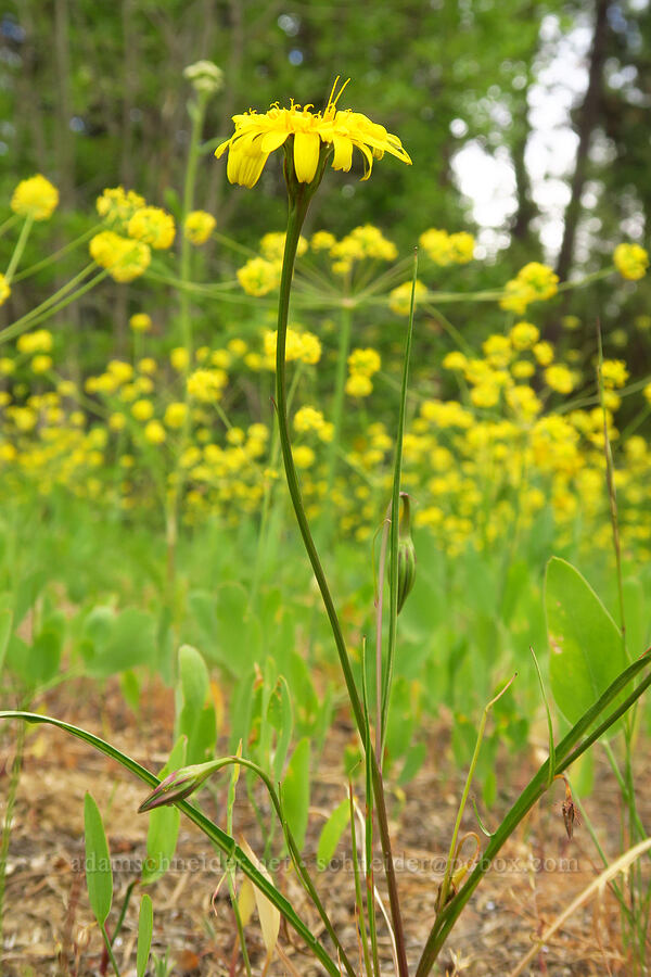 nodding silver-puffs (Microseris nutans (Scorzonella nutans)) [Camas Meadows Natural Area Preserve, Chelan County, Washington]