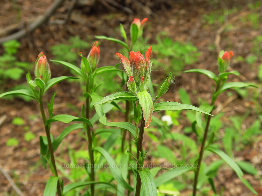 scarlet paintbrush (Castilleja miniata) [Camas Meadows Natural Area Preserve, Chelan County, Washington]