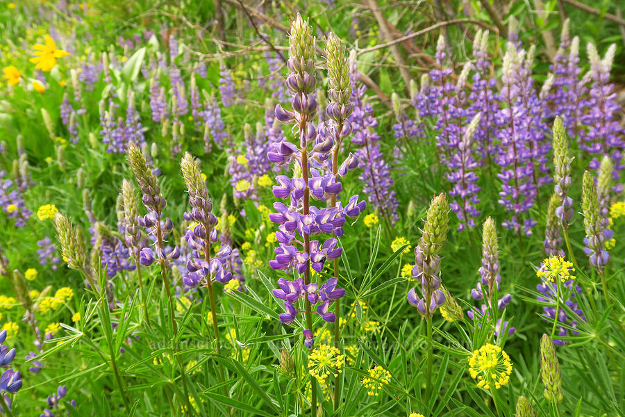 lupines & bare-stem desert parsley (Lupinus sp., Lomatium nudicaule) [Camas Meadows Natural Area Preserve, Chelan County, Washington]