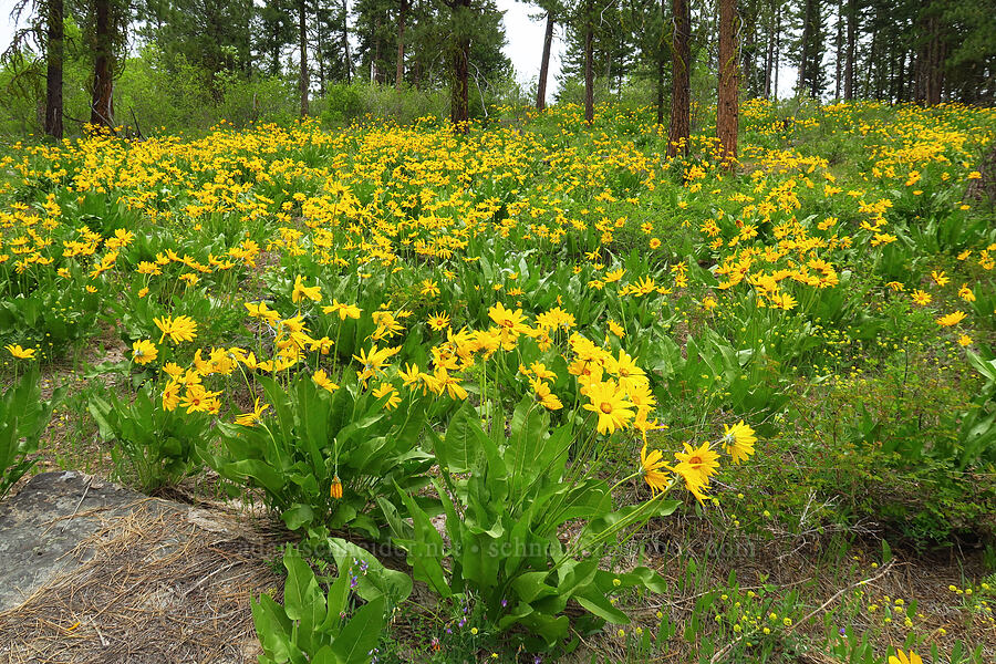 arrow-leaf balsamroot (Balsamorhiza sagittata) [Camas Meadows Natural Area Preserve, Chelan County, Washington]