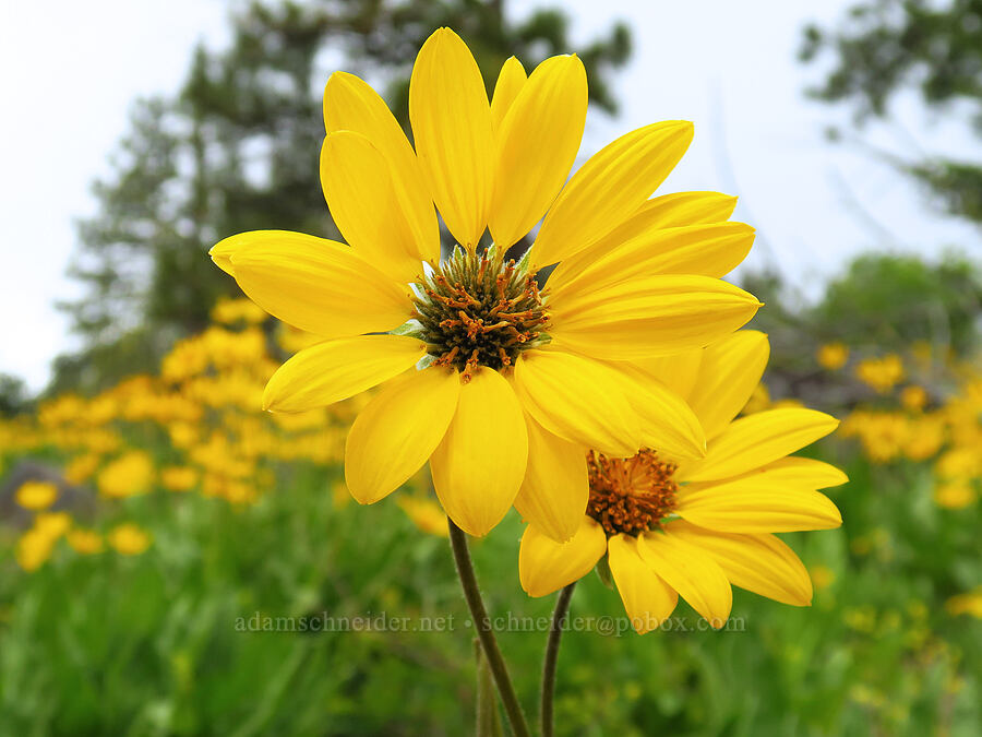 arrow-leaf balsamroot (Balsamorhiza sagittata) [Camas Meadows Natural Area Preserve, Chelan County, Washington]
