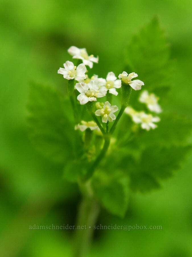 mountain sweet-cicely (Osmorhiza berteroi) [Camas Meadows Natural Area Preserve, Chelan County, Washington]