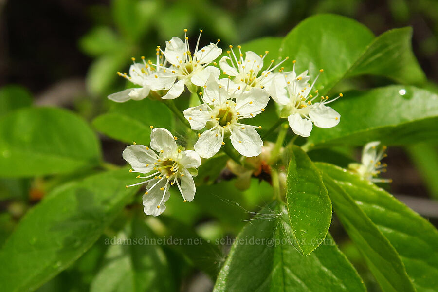 bitter cherry flowers (Prunus emarginata) [Camas Meadows Natural Area Preserve, Chelan County, Washington]