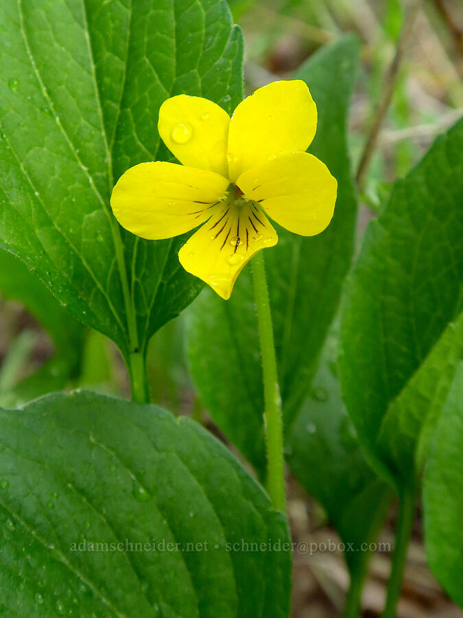 upland yellow violet (Viola praemorsa ssp. praemorsa (Viola nuttallii var. praemorsa)) [Camas Meadows Natural Area Preserve, Chelan County, Washington]