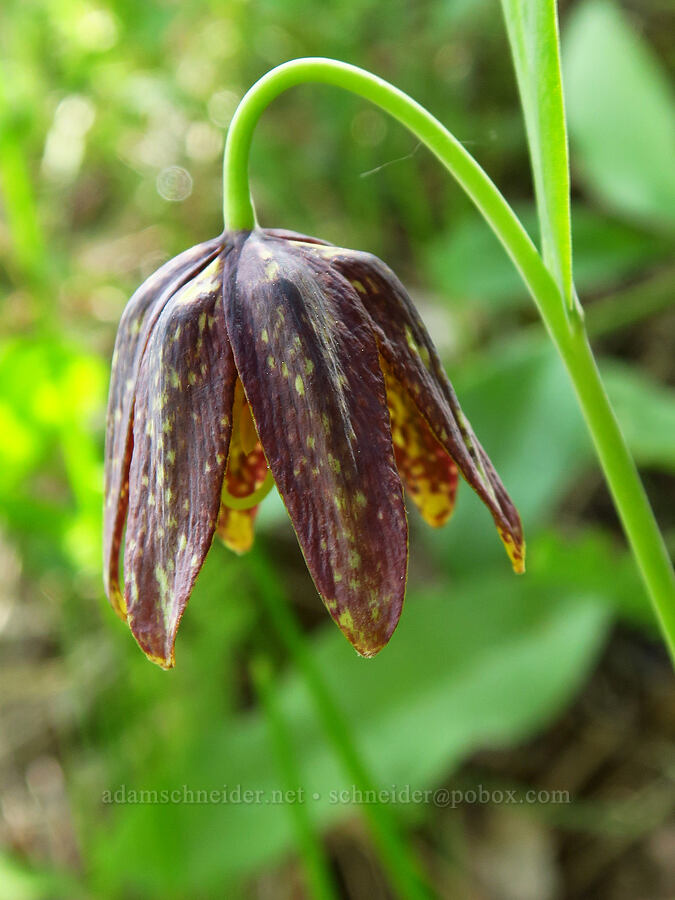 checker lily (Fritillaria affinis) [Camas Meadows Natural Area Preserve, Chelan County, Washington]