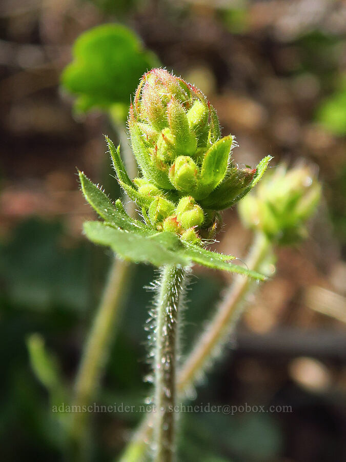 round-leaf alumroot. budding (Heuchera cylindrica) [Camas Meadows Natural Area Preserve, Chelan County, Washington]