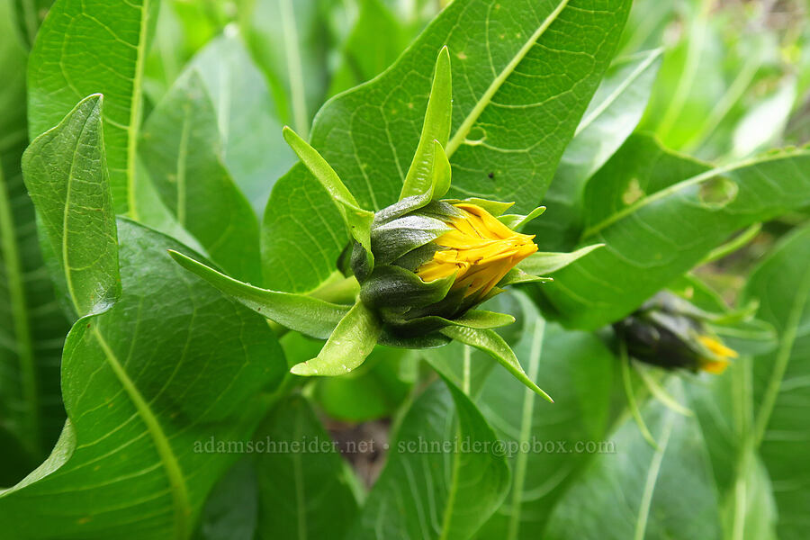 northern mule's-ears, budding (Wyethia amplexicaulis) [Camas Meadows Natural Area Preserve, Chelan County, Washington]