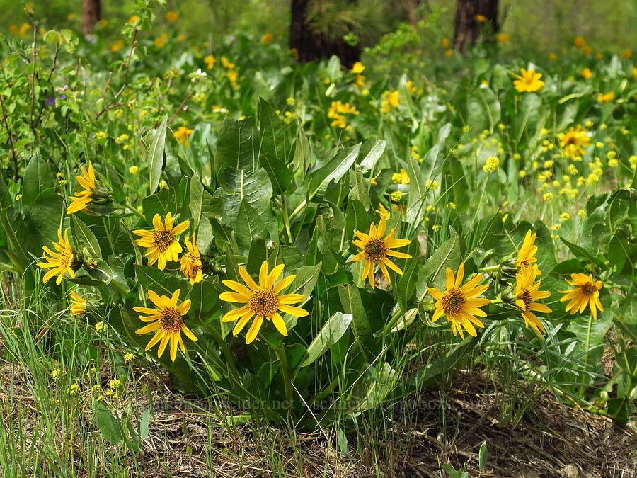 northern mule's-ears (Wyethia amplexicaulis) [Camas Creek Road, Chelan County, Washington]