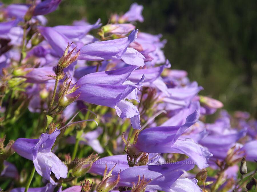 shrubby penstemon (Penstemon fruticosus) [Forest Road 7200, Chelan County, Washington]