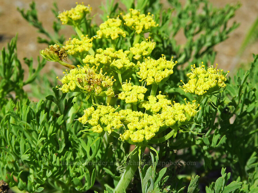 Thompson's desert parsley (Lomatium thompsonii) [Forest Road 7200, Chelan County, Washington]