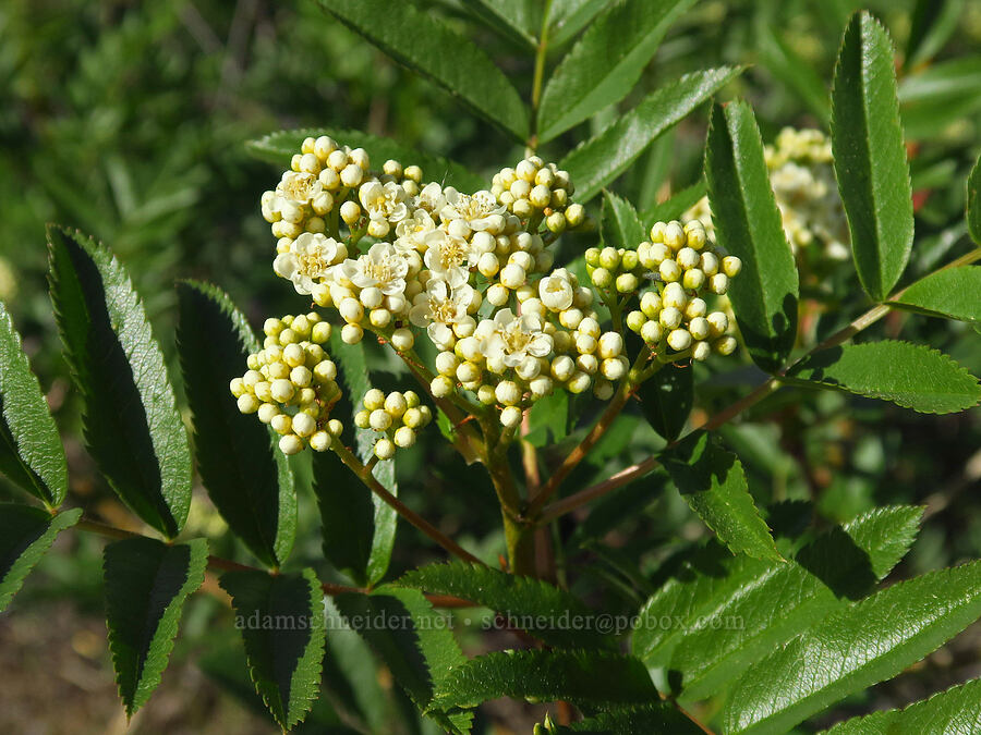 Cascade mountain-ash (Sorbus scopulina) [Forest Road 7200, Chelan County, Washington]