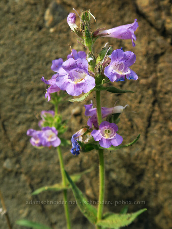 Whited's fuzzy-tongue penstemon (Penstemon eriantherus var. whitedii) [Forest Road 7200, Chelan County, Washington]