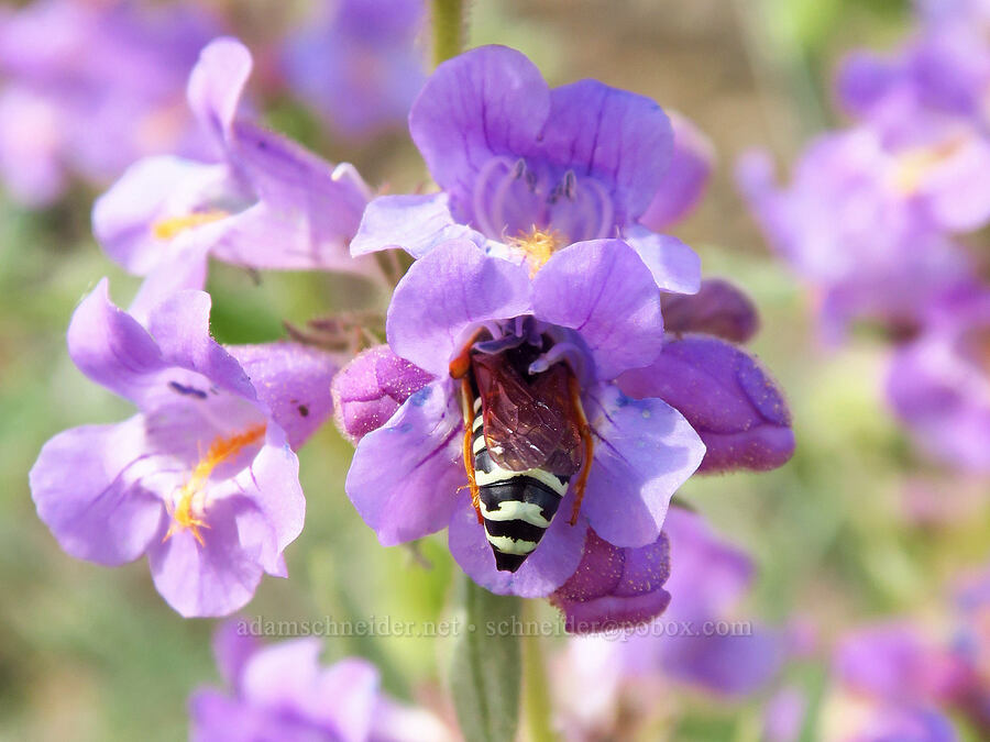 yellowjacket wasp on Whited's fuzzy-tongue penstemon (Penstemon eriantherus var. whitedii) [Forest Road 7200, Chelan County, Washington]