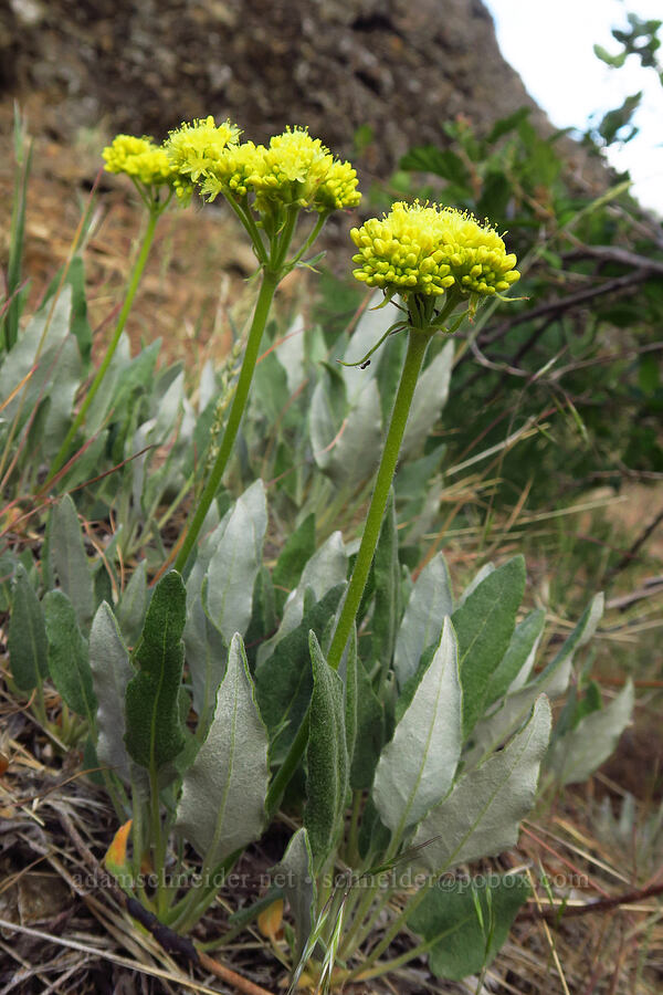 arrow-leaf buckwheat (Eriogonum compositum) [Forest Road 7200, Chelan County, Washington]