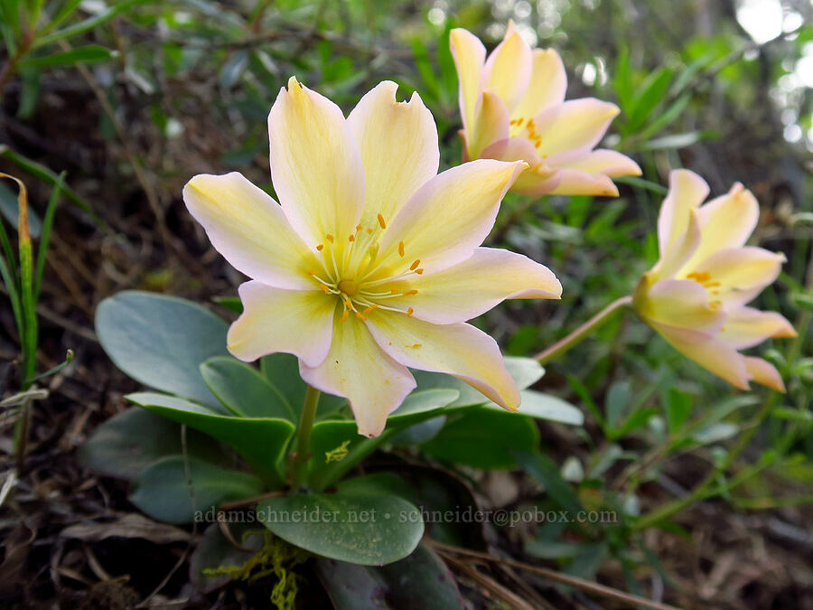 Tweedy's lewisia (Lewisiopsis tweedyi (Lewisia tweedyi)) [Forest Road 7200, Chelan County, Washington]